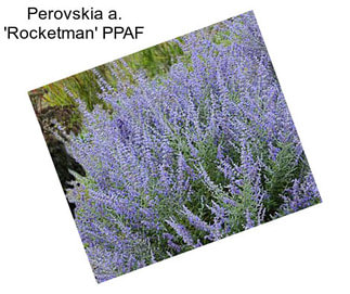 Perovskia a. \'Rocketman\' PPAF