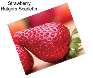 Strawberry, Rutgers Scarlettm