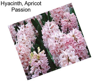 Hyacinth, Apricot Passion