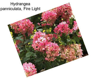 Hydrangea panniculata, Fire Light