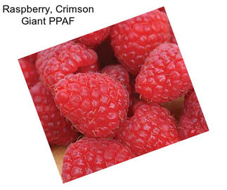 Raspberry, Crimson Giant PPAF