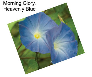 Morning Glory, Heavenly Blue