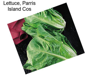 Lettuce, Parris Island Cos