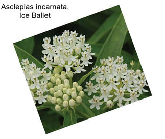 Asclepias incarnata, Ice Ballet