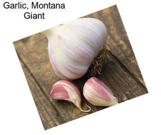 Garlic, Montana Giant