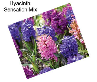 Hyacinth, Sensation Mix