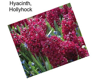 Hyacinth, Hollyhock