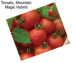 Tomato, Mountain Magic Hybrid