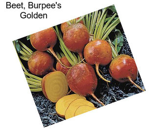 Beet, Burpee\'s Golden