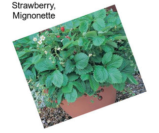 Strawberry, Mignonette