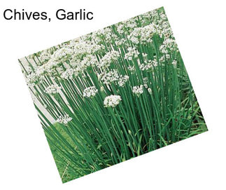 Chives, Garlic