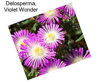 Delosperma, Violet Wonder