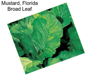 Mustard, Florida Broad Leaf