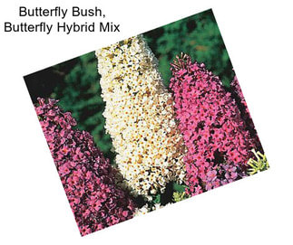 Butterfly Bush, Butterfly Hybrid Mix