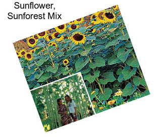 Sunflower, Sunforest Mix