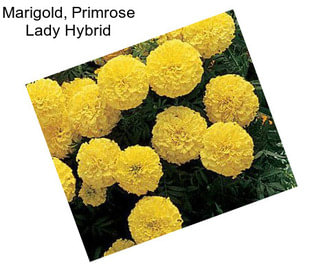 Marigold, Primrose Lady Hybrid