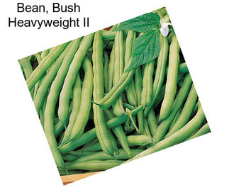 Bean, Bush Heavyweight II