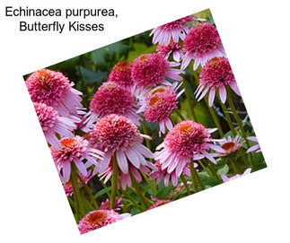 Echinacea purpurea, Butterfly Kisses