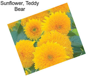 Sunflower, Teddy Bear