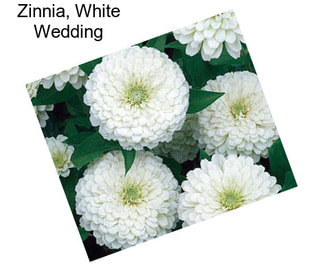 Zinnia, White Wedding
