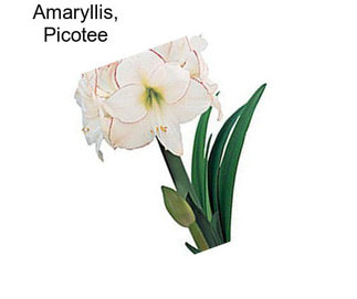 Amaryllis, Picotee