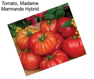 Tomato, Madame Marmande Hybrid