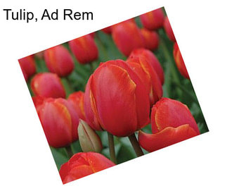 Tulip, Ad Rem