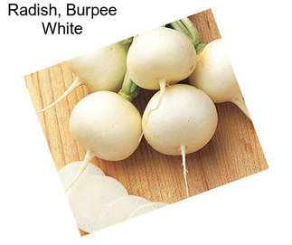 Radish, Burpee White