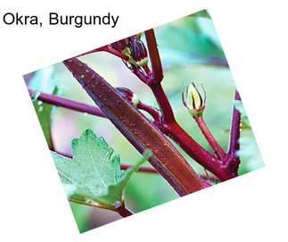 Okra, Burgundy