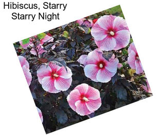 Hibiscus, Starry Starry Night