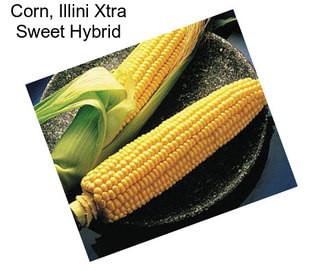 Corn, Illini Xtra Sweet Hybrid