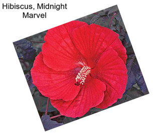 Hibiscus, Midnight Marvel