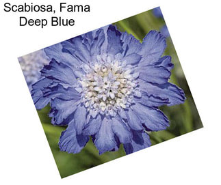 Scabiosa, Fama Deep Blue
