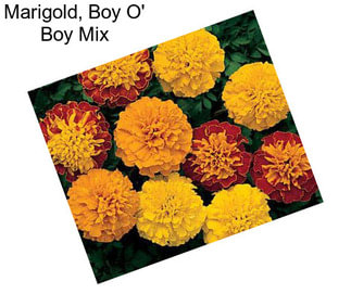 Marigold, Boy O\' Boy Mix