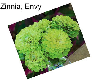 Zinnia, Envy