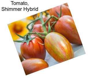 Tomato, Shimmer Hybrid