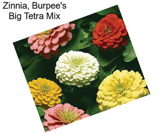 Zinnia, Burpee\'s Big Tetra Mix