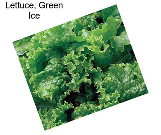 Lettuce, Green Ice