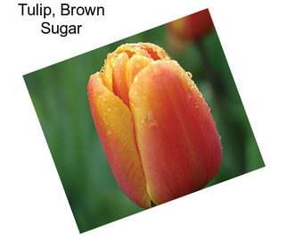 Tulip, Brown Sugar