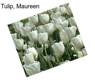 Tulip, Maureen