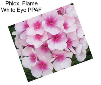 Phlox, Flame White Eye PPAF