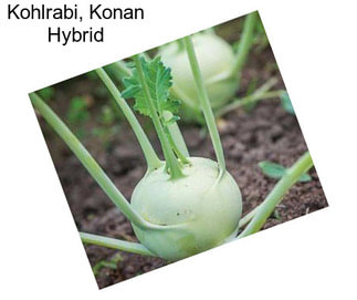 Kohlrabi, Konan Hybrid