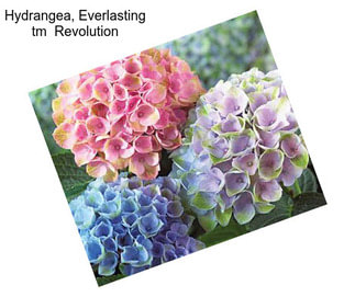 Hydrangea, Everlasting tm  Revolution