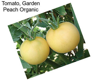 Tomato, Garden Peach Organic