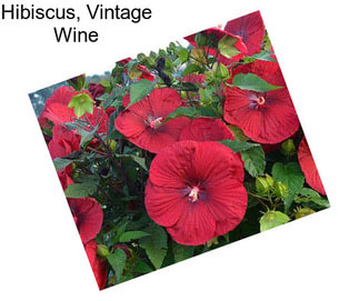 Hibiscus, Vintage Wine