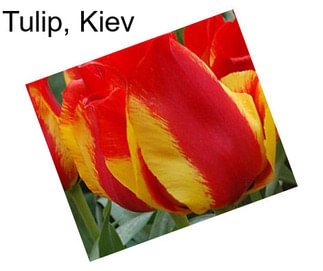 Tulip, Kiev