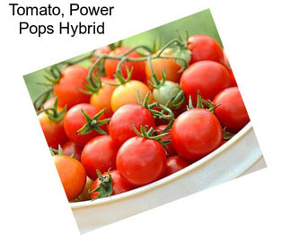 Tomato, Power Pops Hybrid