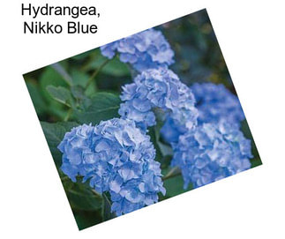 Hydrangea, Nikko Blue