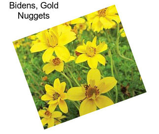 Bidens, Gold Nuggets