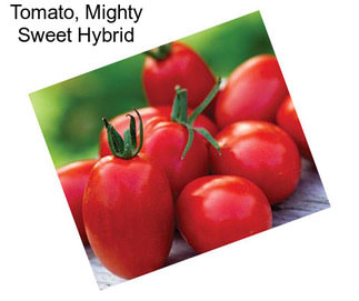 Tomato, Mighty Sweet Hybrid